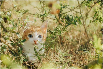 Quel animal pr&eacute;f&eacute;rez-vous ?
