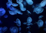 Quiz La méduse lune