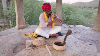 Qu'est-ce qui fait ''bouger'' les serpents des charmeurs de serpents ?