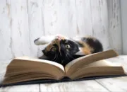Quiz Le chat dans la littérature