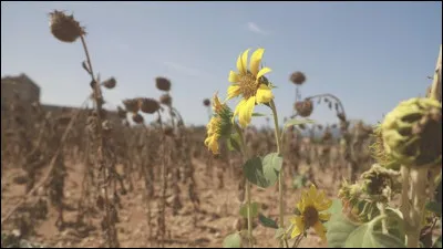 Quelles sont les cons&eacute;quences d'une canicule pour la sant&eacute; ?