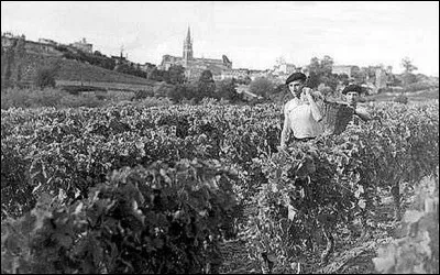 En quelle ann&eacute;e la m&eacute;t&eacute;o fran&ccedil;aise a-t-elle constat&eacute; un &eacute;t&eacute; chaud occasionnant un mill&eacute;sime hors norme pour le vin ?
