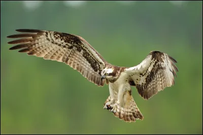 Quel est le statut de conservation du balbuzard p&ecirc;cheur en 2026 ?