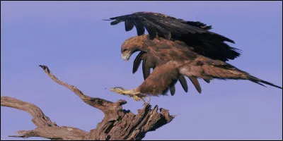 Combien d'esp&egrave;ces d'aigles existe-t-il ?