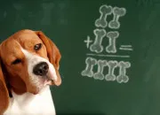 Quiz Zoologie - Les animaux les plus intelligents du monde