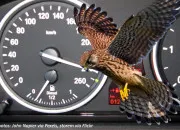 Quiz Zoologie - Les animaux les plus rapides du monde