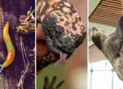 Quiz Zoologie - Les animaux les plus lents du monde
