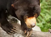 Quiz Zoologie - Les animaux les plus dangereux du monde