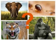 Quiz Zoologie - Les animaux les plus forts du monde