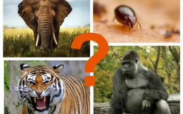 Quiz Zoo