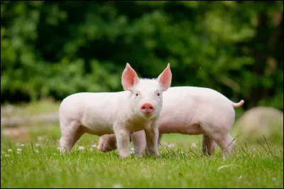 Quel est votre animal pr&eacute;f&eacute;r&eacute; ?