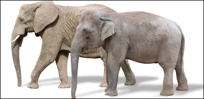 L'animal qui nous int&eacute;resse est au premier plan, l'identifier est n&eacute;cessaire pour trouver le pays qu'il repr&eacute;sente !