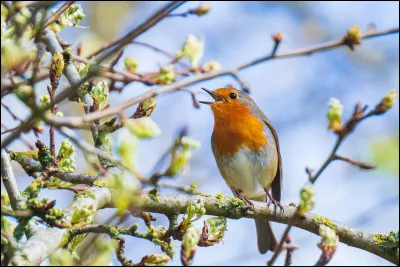 Les oiseaux ... dans les arbres avec entrain.