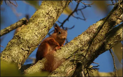 Nous l'avons ... pendant quelques instants en silence puis il a ... de branche en branche.