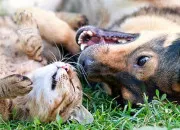Test Chat ou chien ?