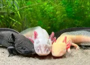 Quiz Un animal, une lettre : l'Axolotl
