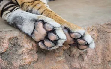 Quiz Animaux