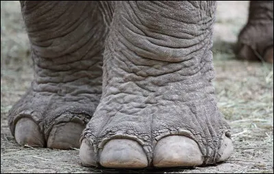 &Agrave; quel animal appartient cette patte ?