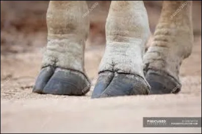 &Agrave; quel animal appartient cette patte ?
