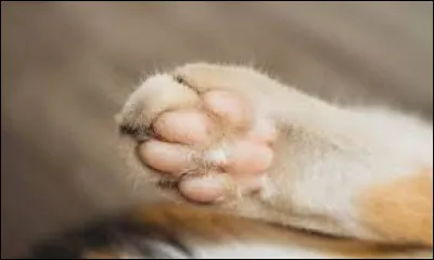 &Agrave; quel animal appartient cette patte ?