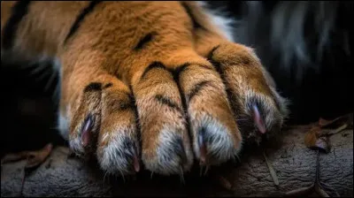 &Agrave; quel animal appartient cette patte ?