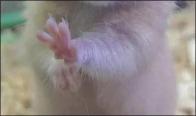 &Agrave; quel animal appartient cette patte ?