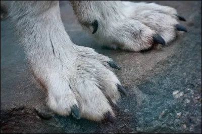 &Agrave; quel animal appartient cette patte ?