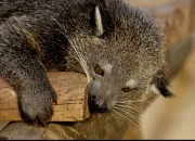 Quiz Un animal en B : le Binturong