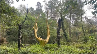 Comment s'appelle cette for&ecirc;t l&eacute;gendaire ?
