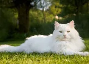 Quiz Autour des chats blancs