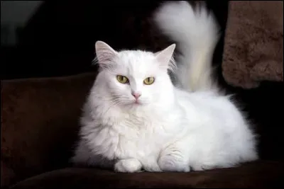Comment s'appelle cette race de chat &agrave; la robe blanche ?
