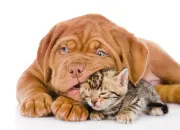 Quiz Vrai ou Faux : version animaux de compagnie