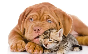 Quiz Animaux