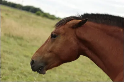 Le cheval est m&eacute;content lorsqu'il a les oreilles vers l'arri&egrave;re.