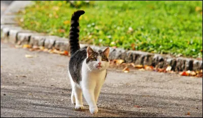 Un chat qui a la queue verticale est heureux.