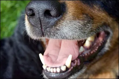Un chien adulte poss&egrave;de 40 dents.