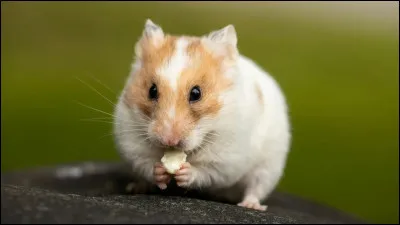 Le hamster poss&egrave;de des abajoues pour transporter sa nourriture.