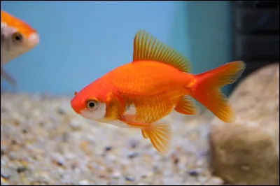 Les poissons rouges ont une m&eacute;moire de seulement 3 secondes.