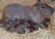 Quiz Un animal en C : le capybara