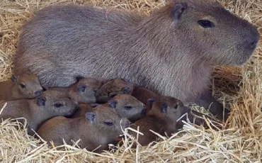 Quiz Animaux