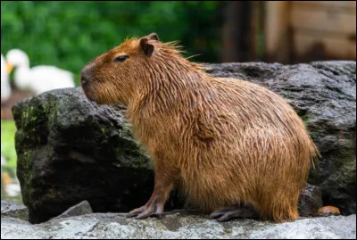 Le capybara vit g&eacute;n&eacute;ralement...