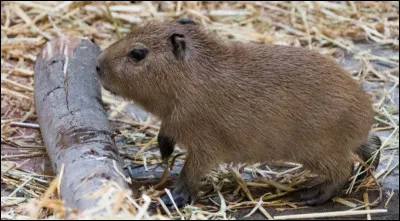 Pourquoi les dents du capybara ne cessent-elles jamais de pousser ?