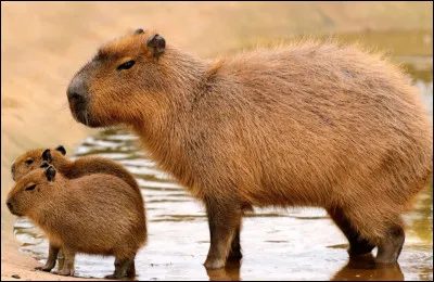 Quelle adaptation permet au capybara d'&ecirc;tre un excellent nageur ?