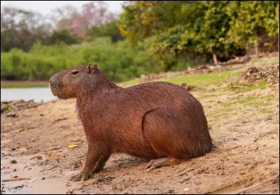 Le capybara pratique un comportement appel&eacute; &laquo; c&aelig;cotrophie &raquo;. En quoi consiste-t-il ?