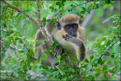 Quel animal est le plus grand des singes ?