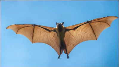 Les chauves-souris sont aveugles.