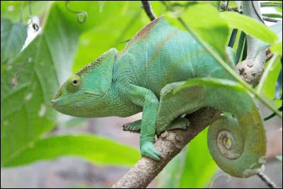 Le cam&eacute;l&eacute;on change uniquement de couleur pour se camoufler.