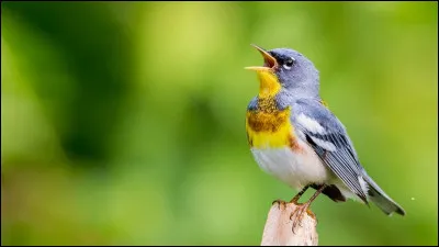 Ceci fait partie des sciences !Combien d&rsquo;estomacs ont les oiseaux ?