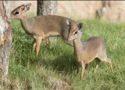 Quiz Un animal en D : le dik-dik
