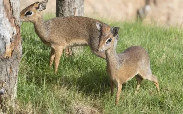 Quiz Animaux
